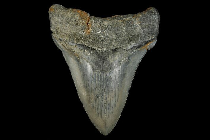 Serrated, Fossil Chubutensis Tooth - Aurora, North Carolina #179739